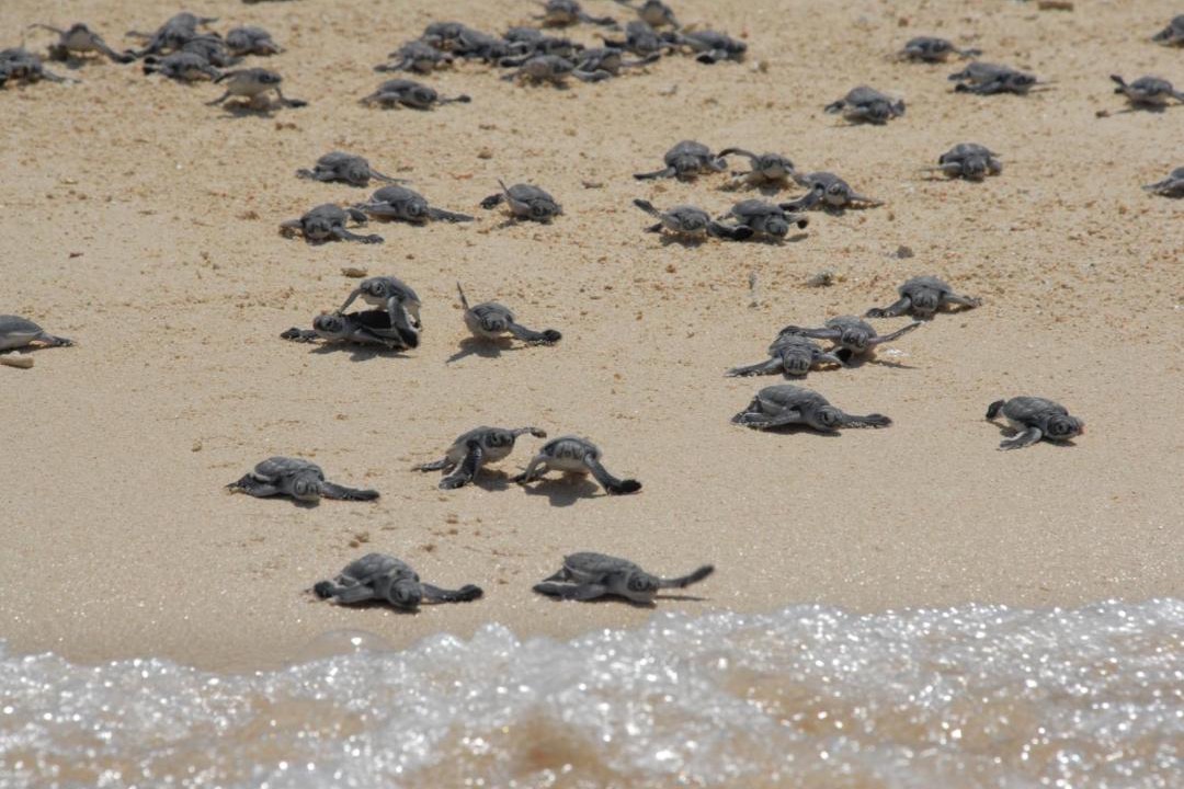 Photo of Others in Maratua Island