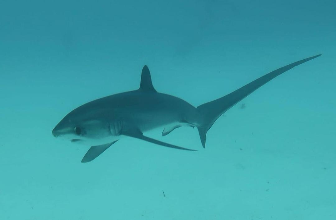 Photo of Others in Maratua Island