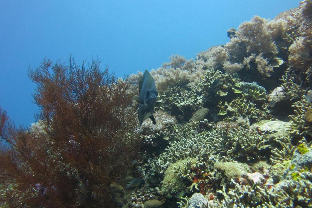 Photo of Others in Pemuteran