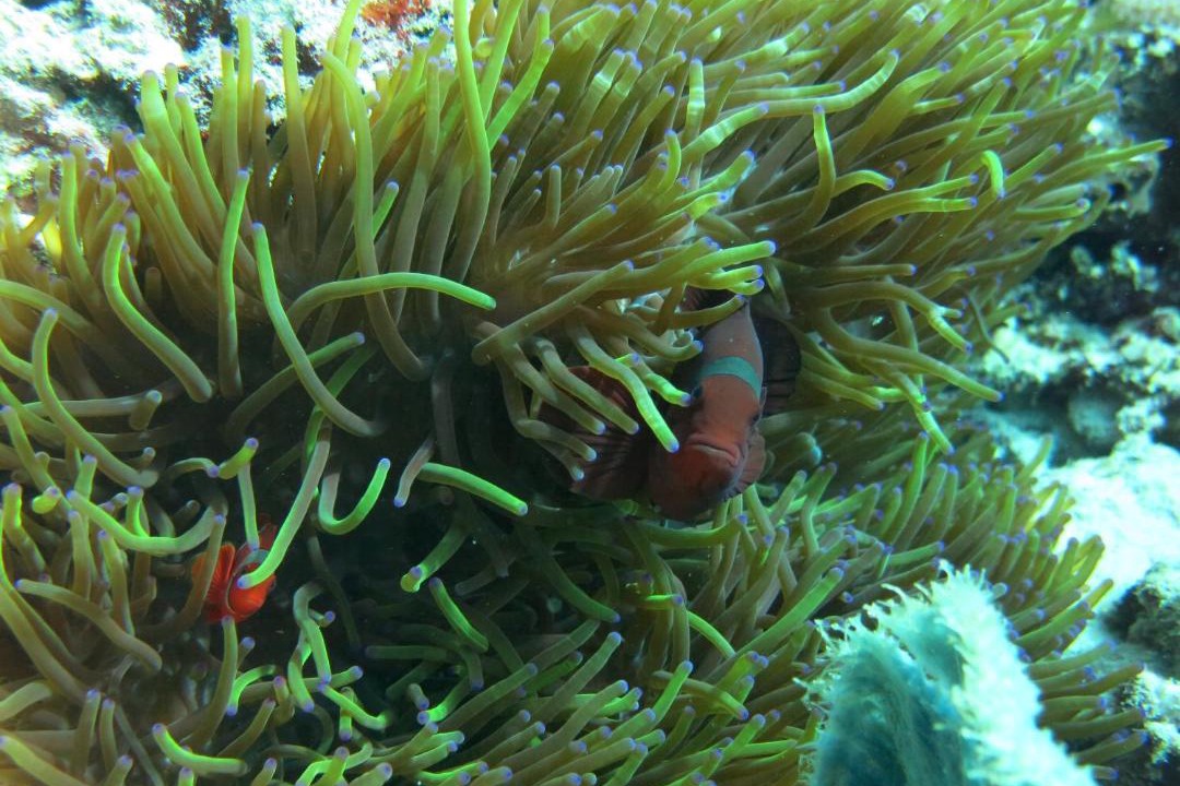 Photo of Others in Pemuteran