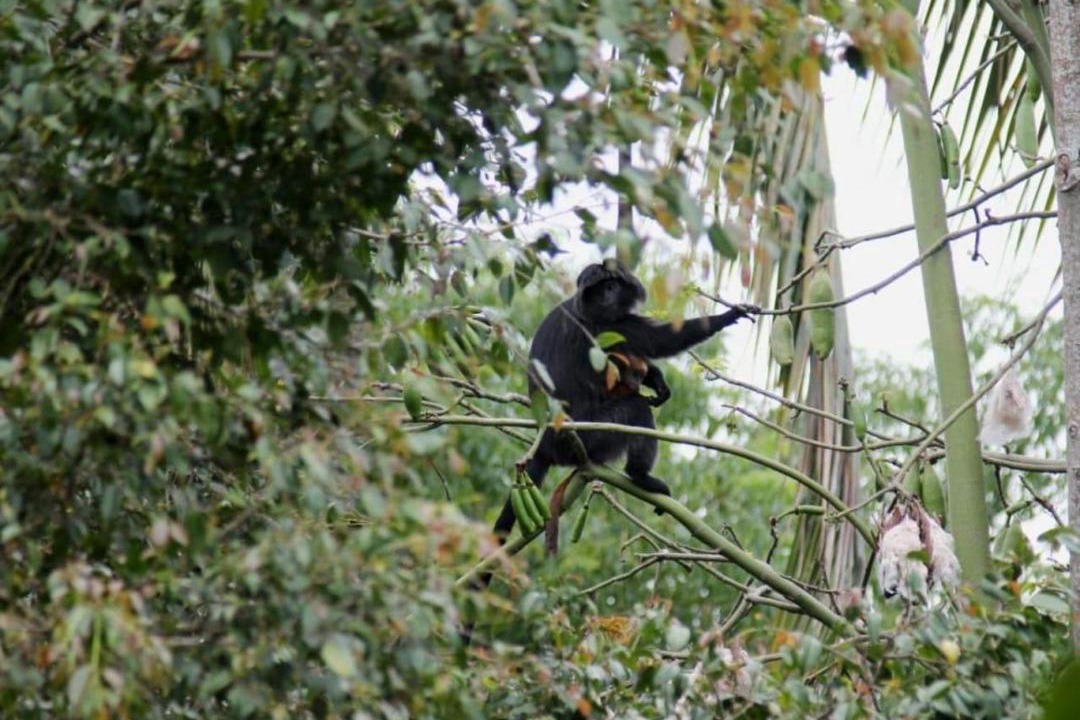 Photo of Others in Kecamatan Pringgasela