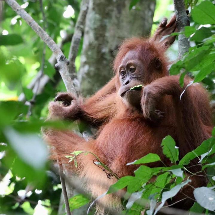 Photo of Others in Bukit Lawang