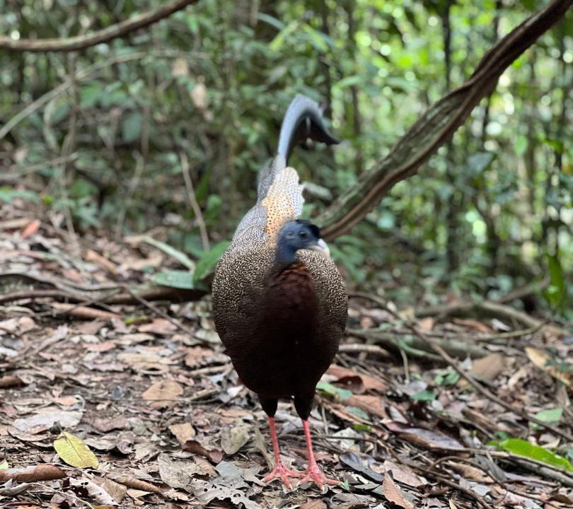 Photo of Others in Bukit Lawang