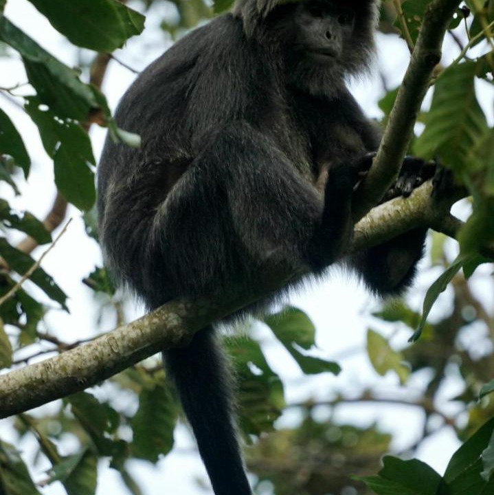 Photo of Others in Tetebatu