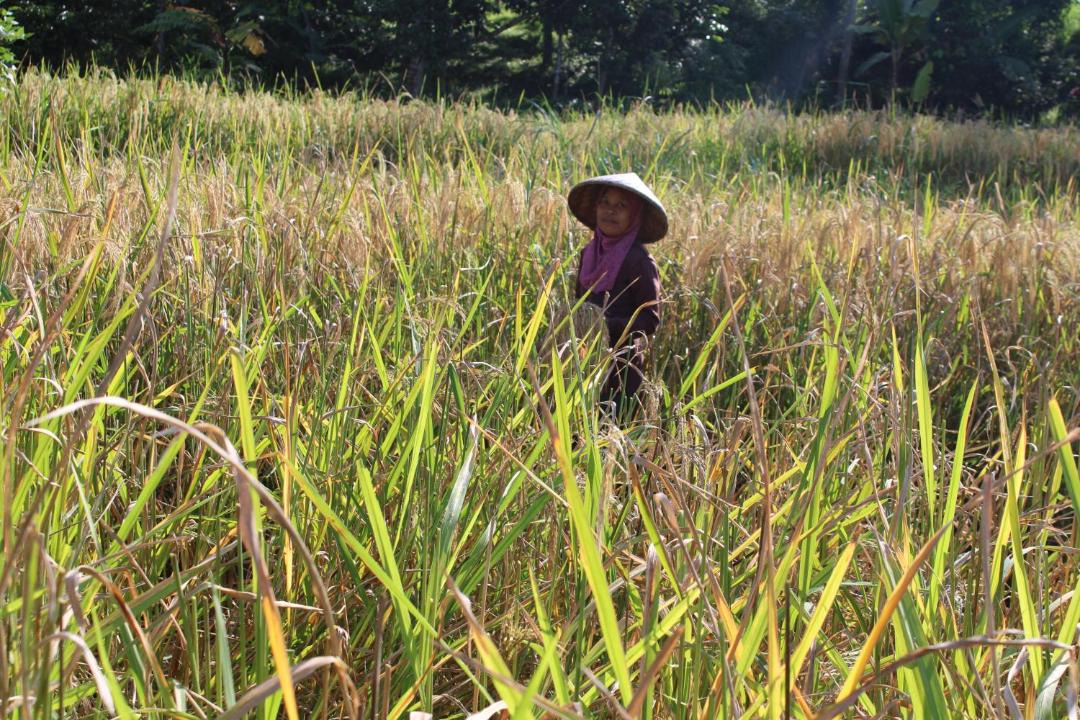 Photo of Others in Tetebatu