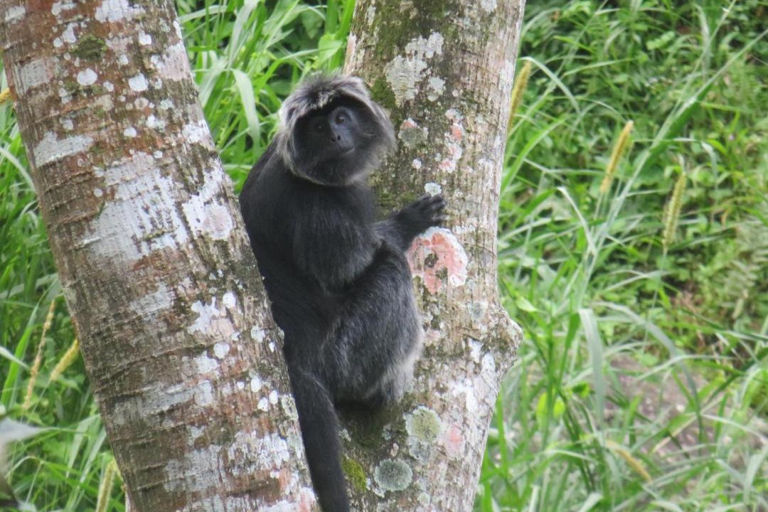 Photo of Others in Tetebatu