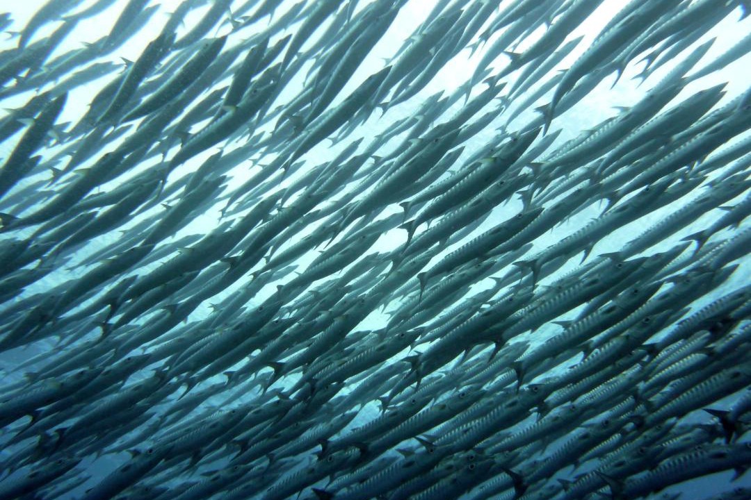 Photo of Others in Pulau Kadidi