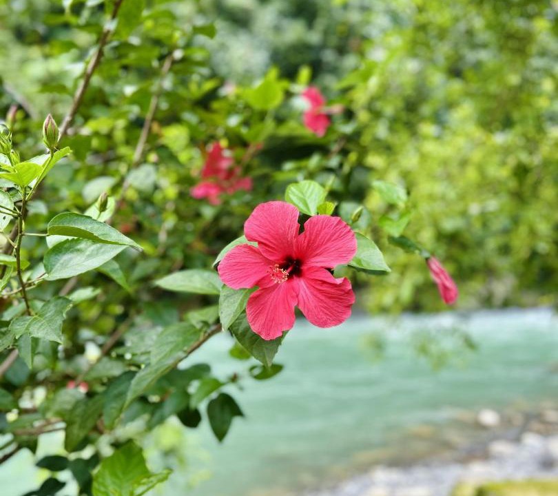 Photo of Others in Bukit Lawang