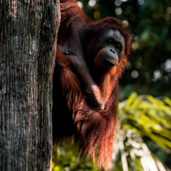 Photo of Others in Bukit Lawang