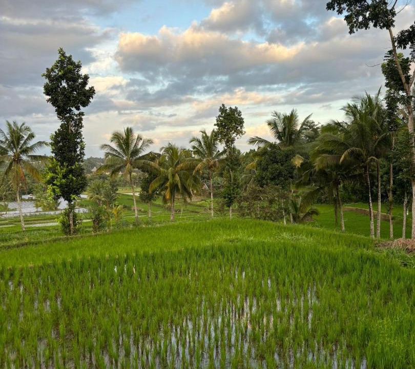 Photo of Others in Kecamatan Montong Gading