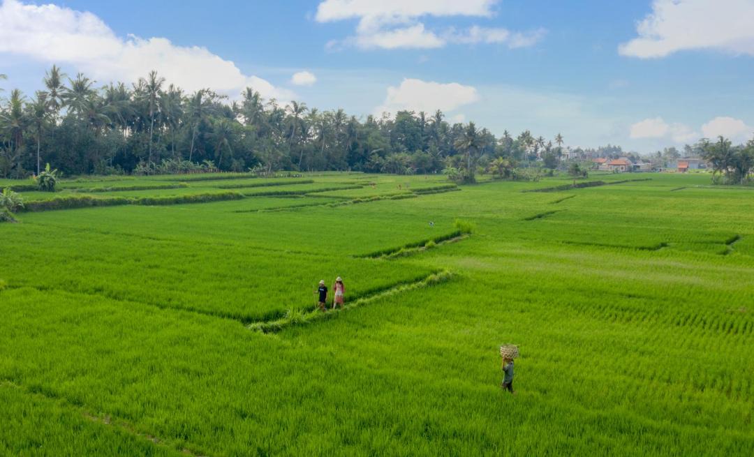Photo of Others in Kemenuh
