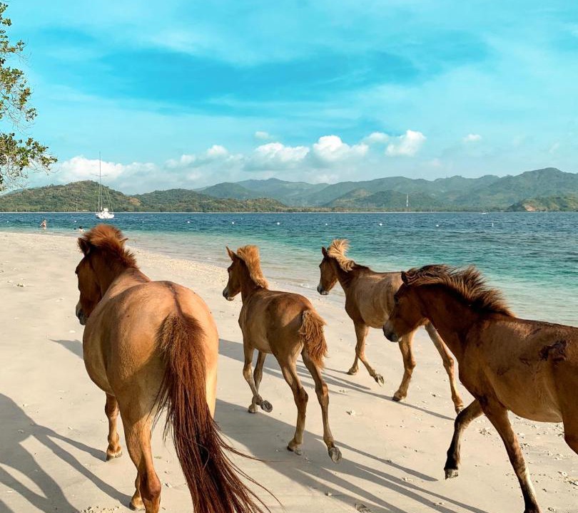 Photo of Others in P. Gili Asahan