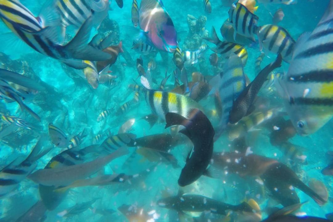 Photo of Others in Gili Meno