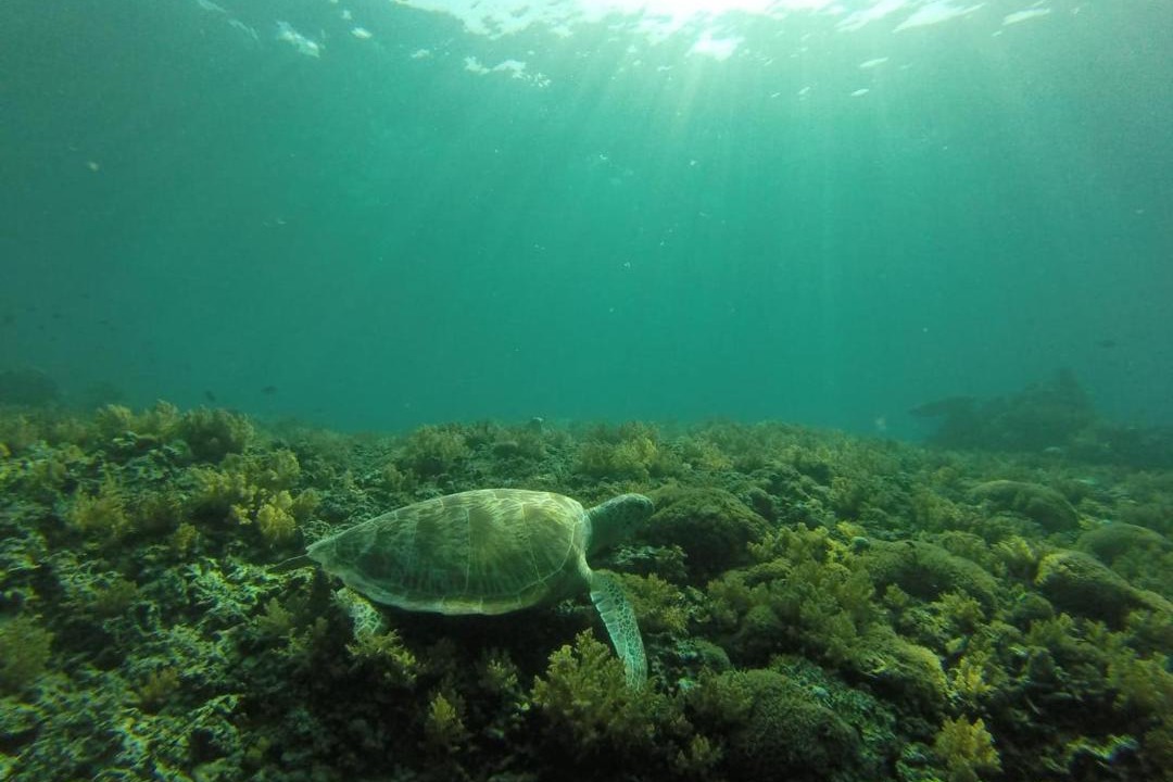 Photo of Others in Gili Meno