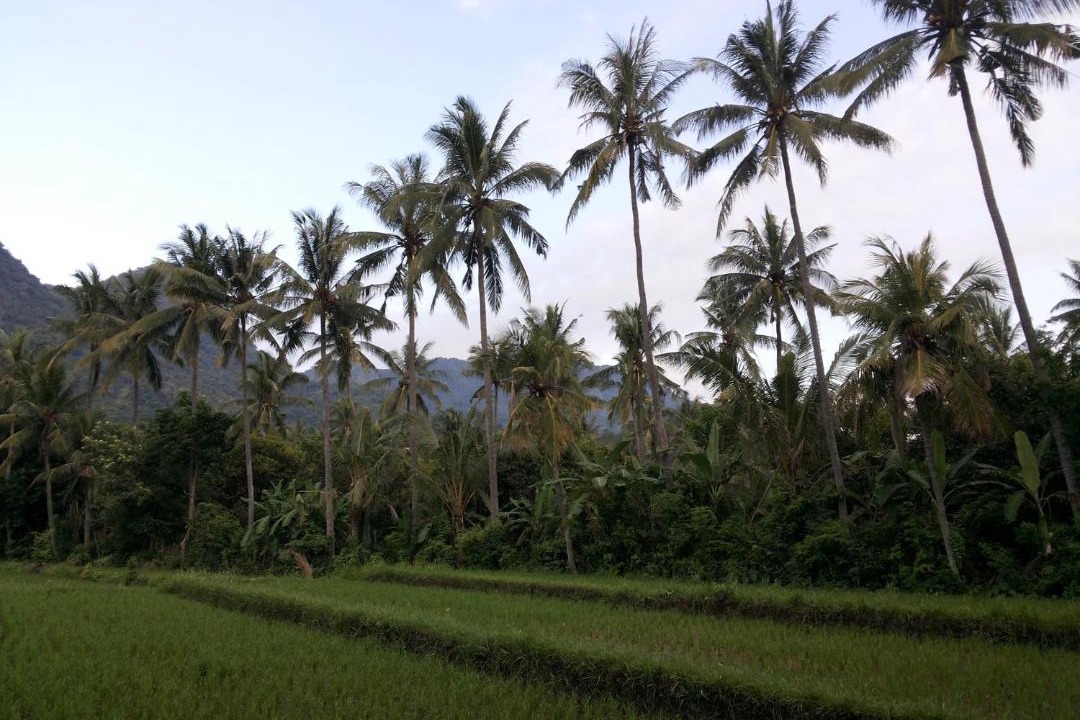 Photo of Others in Pemuteran