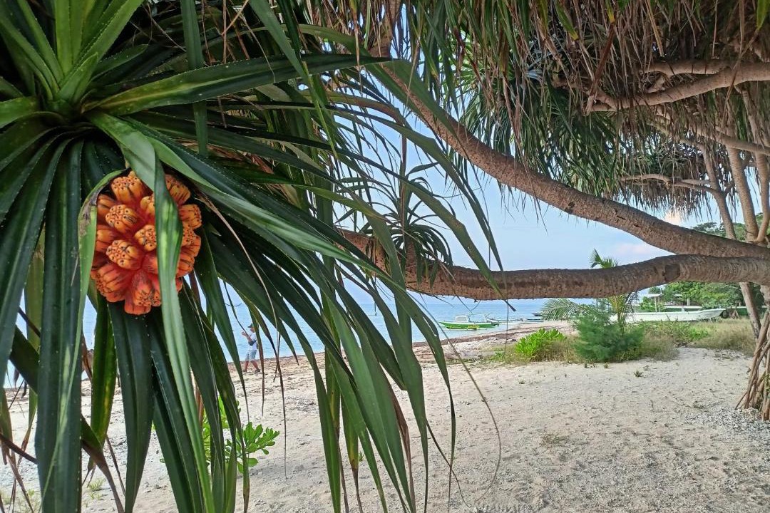 Photo of Others in Gili Air