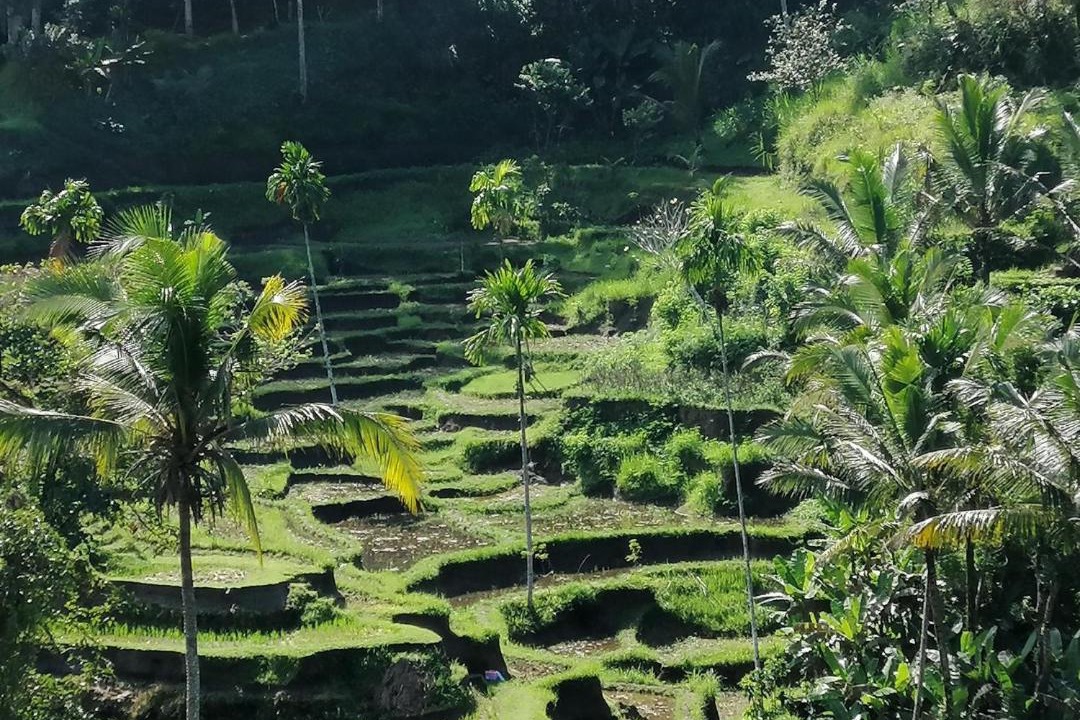 Photo of Others in Pengosekan