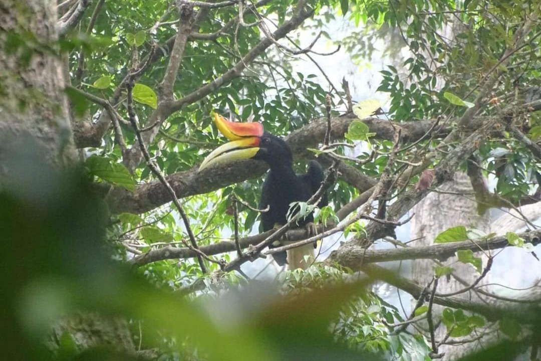 Photo of Others in Bukit Lawang