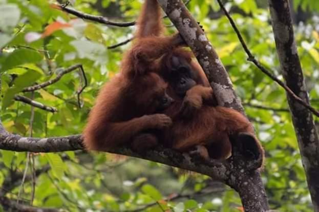 Photo of Others in Bukit Lawang