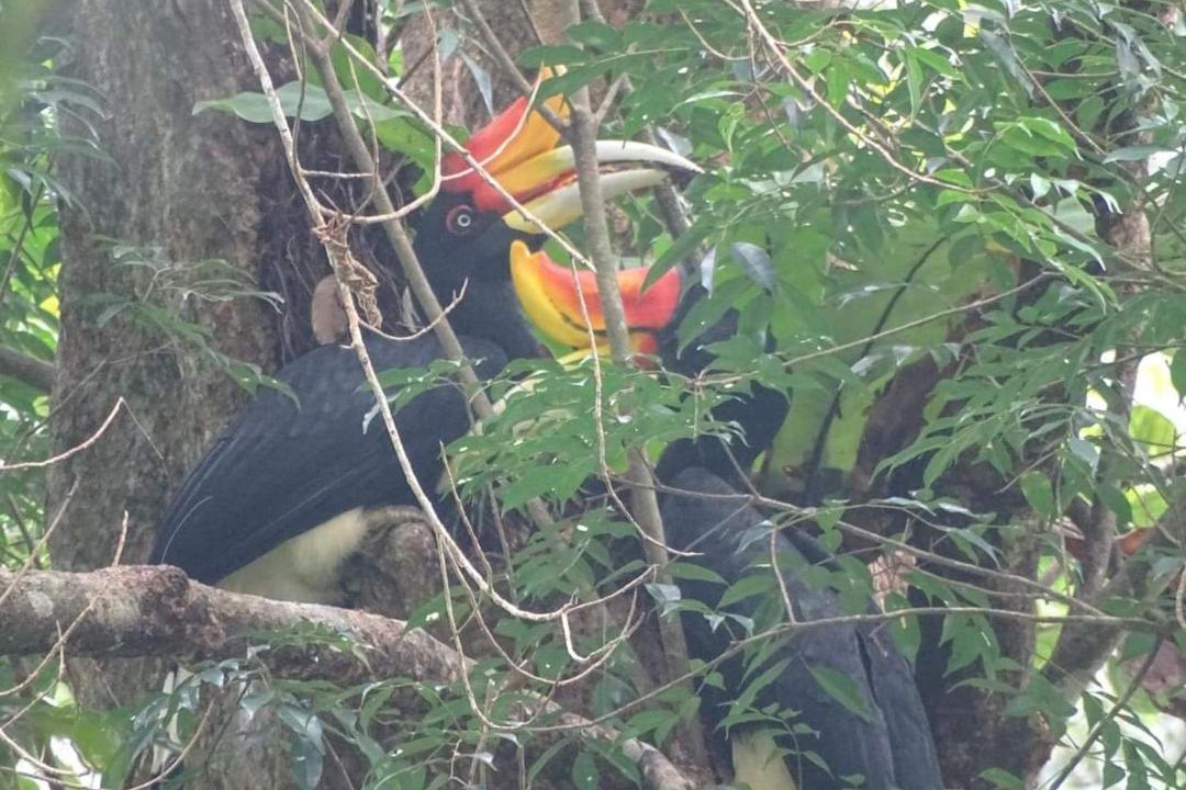Photo of Others in Bukit Lawang