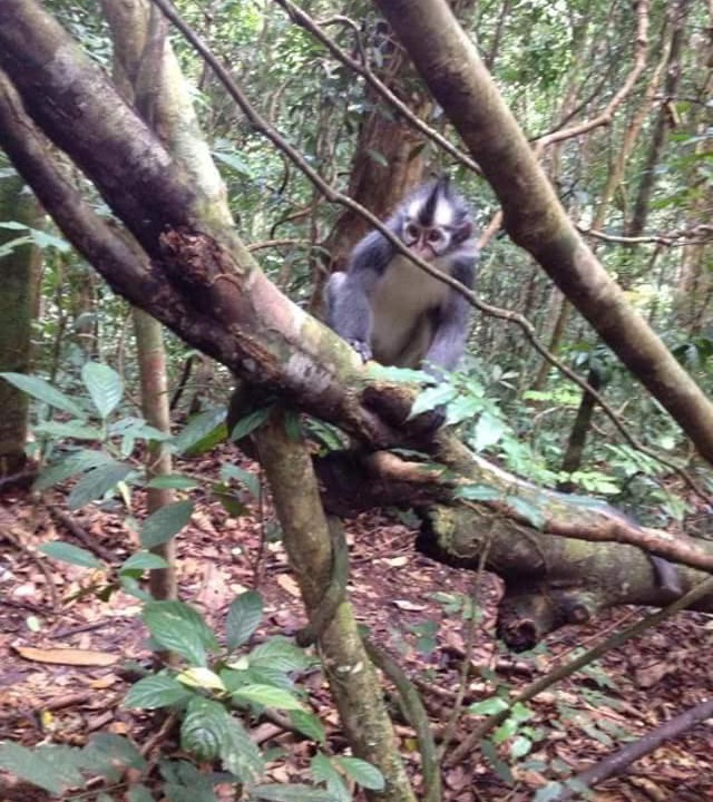 Photo of Others in Bukit Lawang