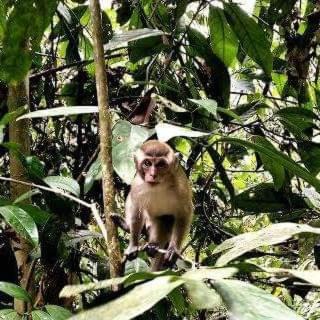Photo of Others in Bukit Lawang