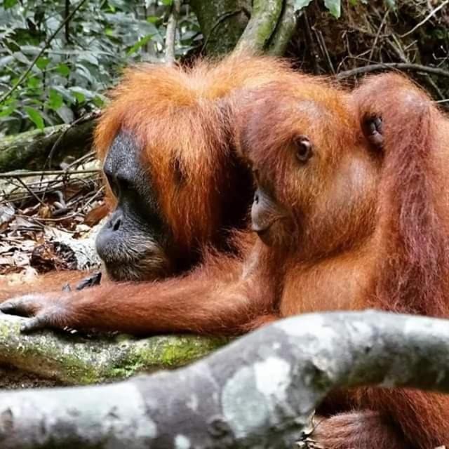 Photo of Others in Bukit Lawang
