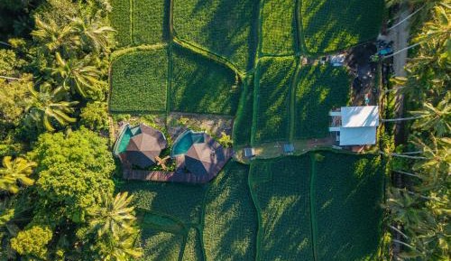 One-Bedroom Pool Villa with Rice Field View