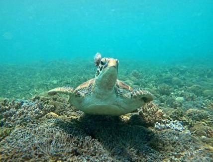 Gili Gede House | Dom Dom Guest House Gili Gede