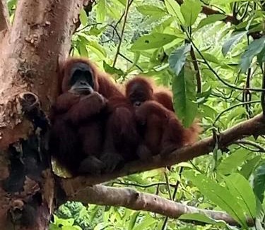Bukit Lawang House | Jungle House And Treking Family Only Treking Booking With Us