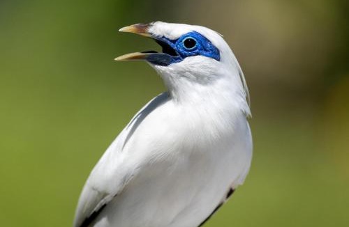 Penebel Hotel | Svarga Uma Cottage - Unwind Amidst Bali Starling Sanctuary