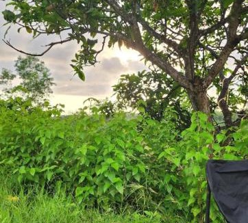 Penida Island Other | Nora Cottage Natural