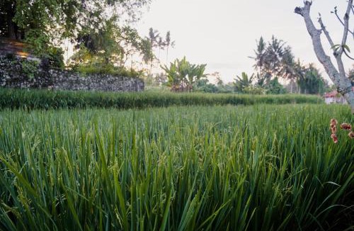 Petulu Bed & Breakfast | Uma Raos Cottage