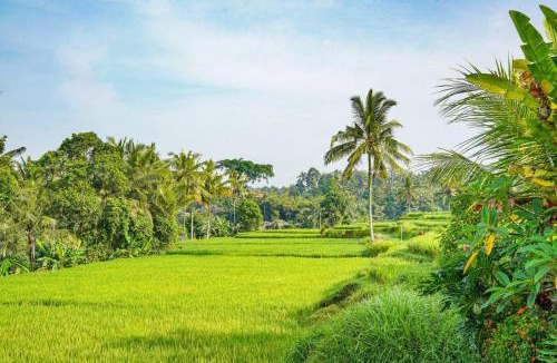 Kenderan House | Nia cahya ubud villa