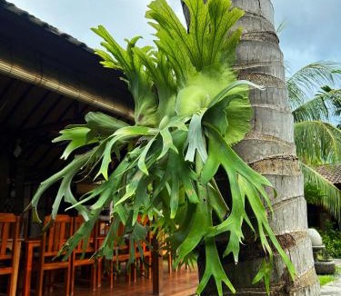 Goris House | Toke Menjangan