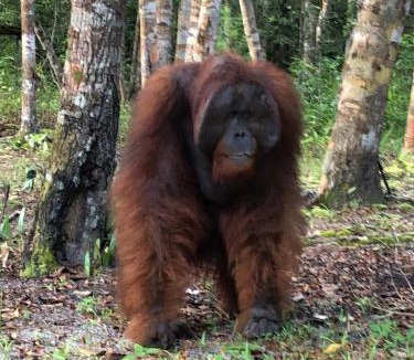 Kumai Boat Rental | Shankara Orangutan Kelotok Cabin Houseboat