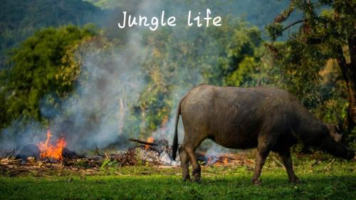 Bukit Lawang House | Jungle life guesthouse Trekking & Transport Book with us