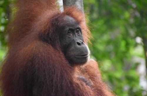 Bukit Lawang Hotel | Jungle Inn Bukit lawang