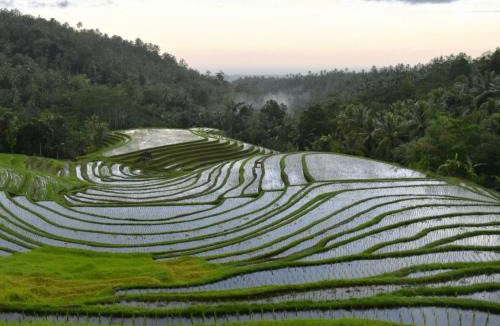 East Selemadeg Resort | Clove Tree Hill