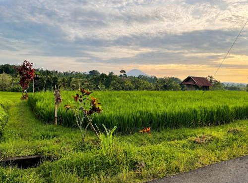 Buana Asti Homestay Retreat Batukaru