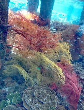 Nur Homestay, Mini Resto & Souvenir in Pulau Malenge